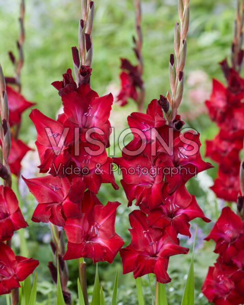 Gladiolus Tavira Gladiolus Tavira