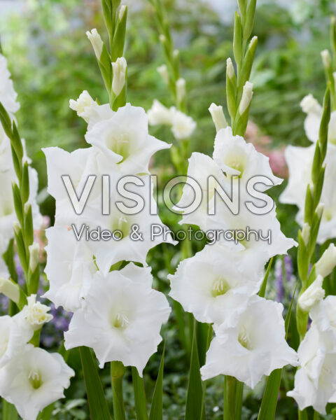 Gladiolus Nova Zembla Gladiolus Nova Zembla