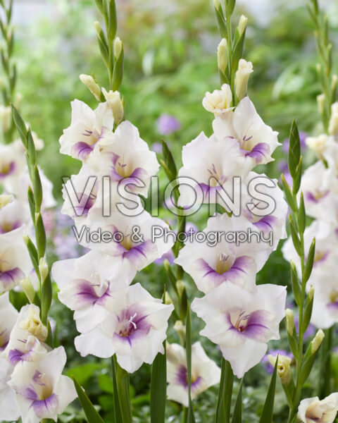 Gladiolus Aviol Gladiolus Aviol