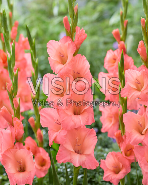 Gladiolus Sugar Babe Gladiolus Sugar Babe
