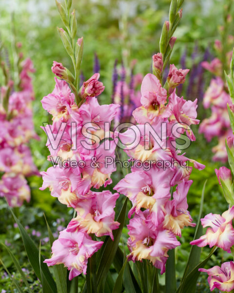 Gladiolus Sunbelt Gladiolus Sunbelt