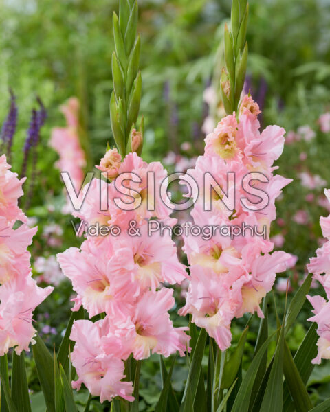 Gladiolus Pink Lightning Gladiolus Pink Lightning