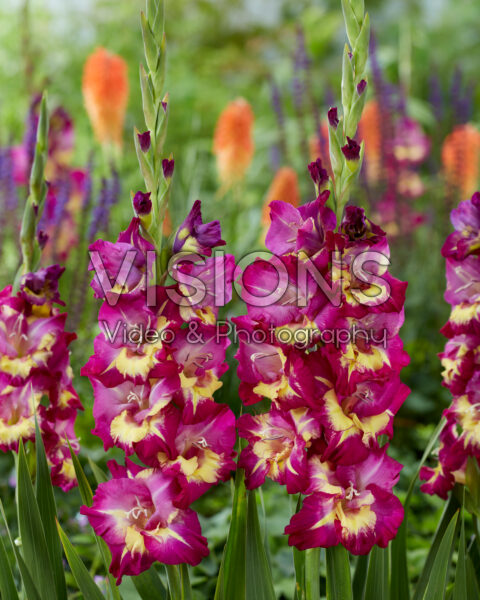 Gladiolus Seashore