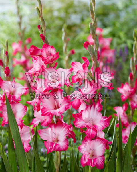 Gladiolus Milkshake Gladiolus Milkshake