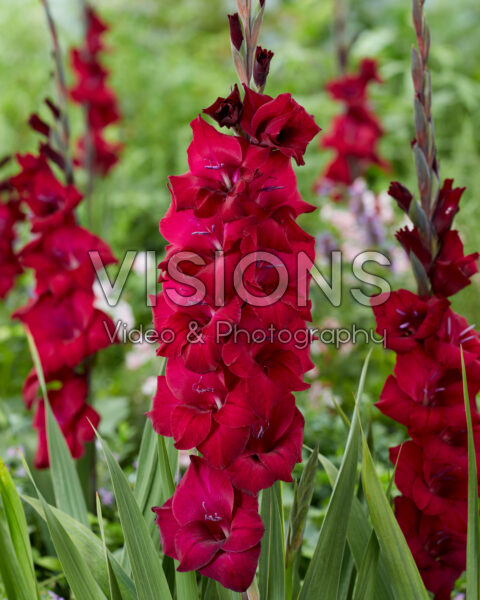 Gladiolus Black Star Gladiolus Black Star