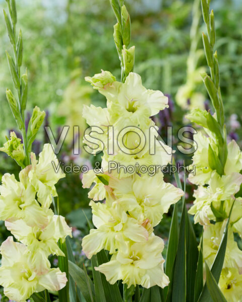 Gladiolus Alicia Gladiolus Alicia