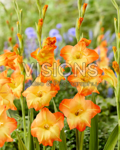 Gladiolus tweekleurig