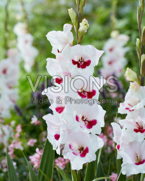 Gladiolus Fiorentina Gladiolus Fiorentina