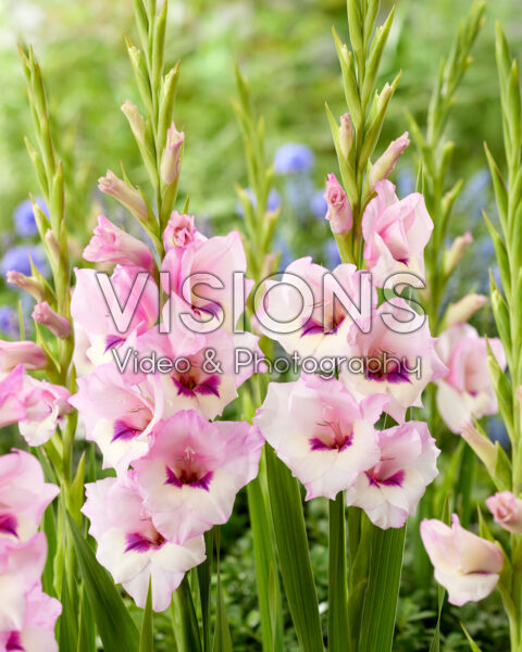 Gladiolus pink bicolour