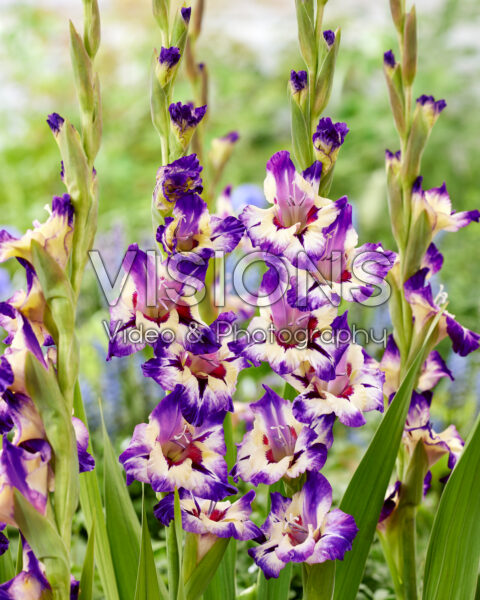 Gladiolus Circus Color Gladiolus Circus Color