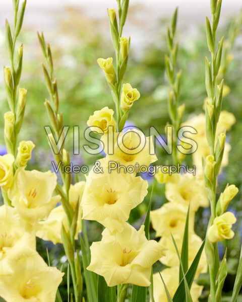 Gladiolus Bananarama Gladiolus Bananarama