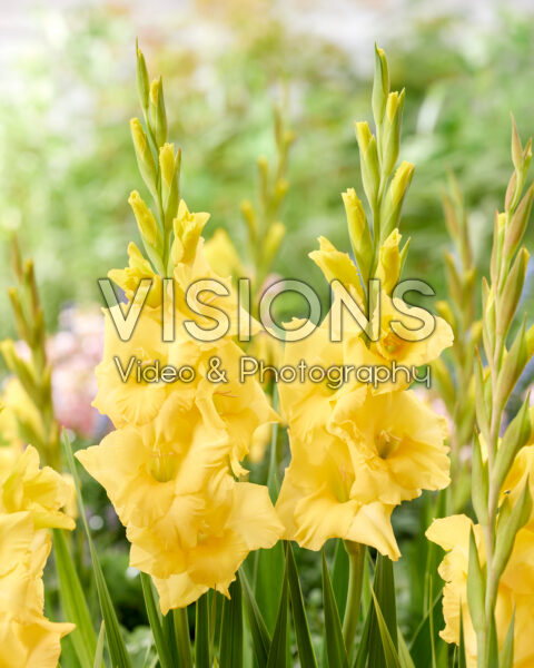 Gladiolus geel