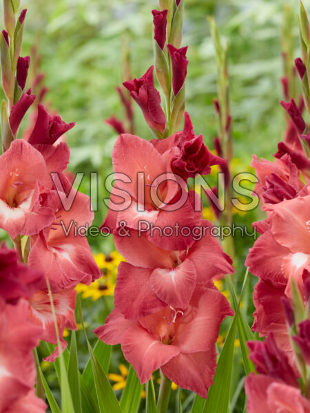 Gladiolus Indian Summer