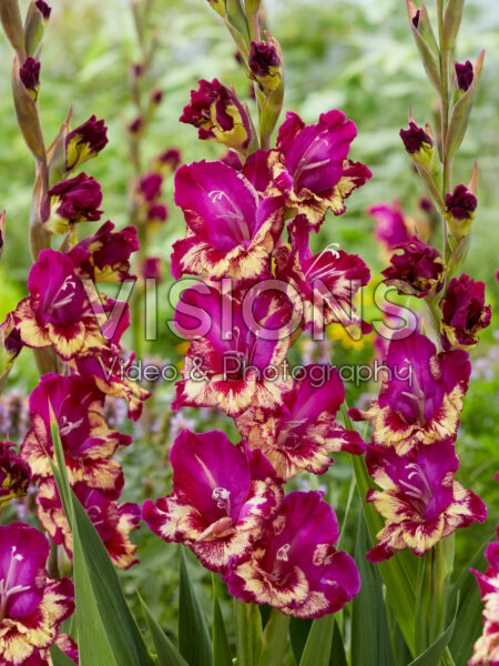 Gladiolus Colour Club