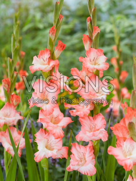 Gladiolus Dolce Vita