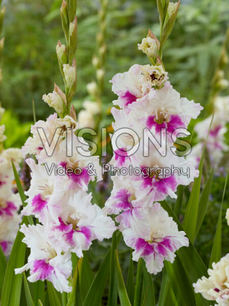 Gladiolus Violet Heart Gladiolus Violet Heart