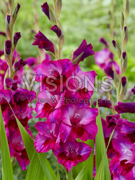 Gladiolus purple