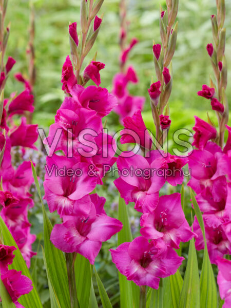 Gladiolus Kenia