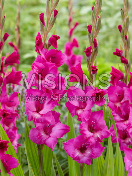 Gladiolus Kenia Gladiolus Kenia