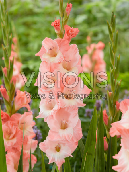 Gladiolus Karma Gladiolus Karma