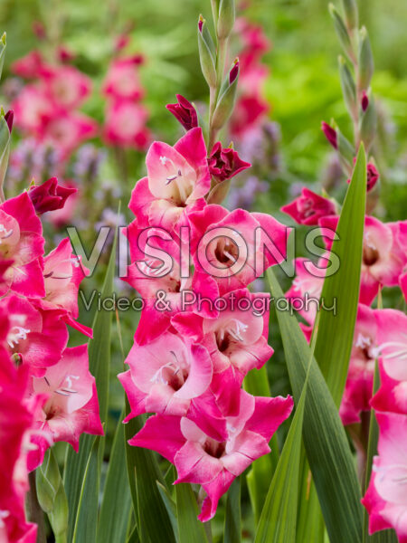 Gladiolus Vedi Gladiolus Vedi