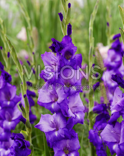 Gladiolus Mojito Gladiolus Mojito