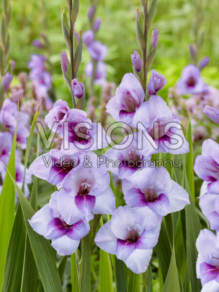 Gladiolus Tina