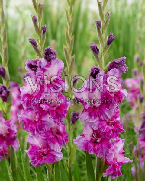 Gladiolus Purple Art Gladiolus Purple Art