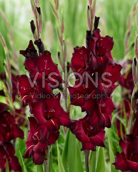 Gladiolus Back Surprise