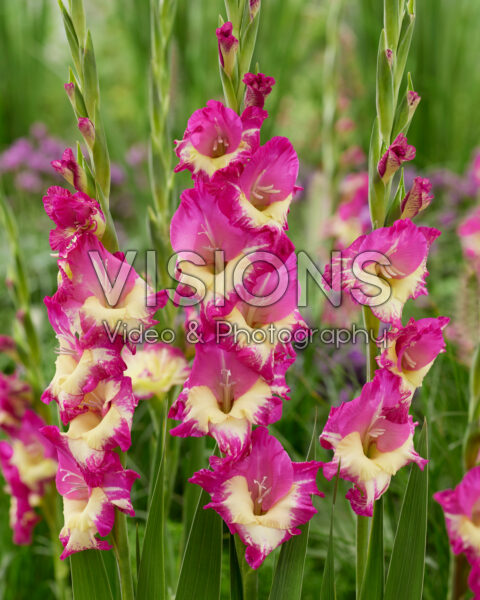 Gladiolus Extravert Gladiolus Extravert