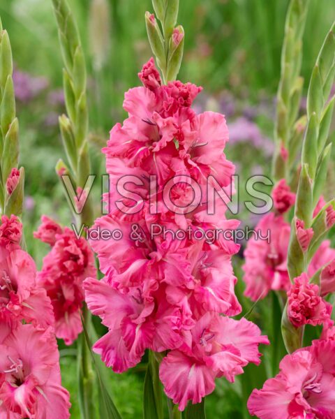 Gladiolus Kingston Ruffle