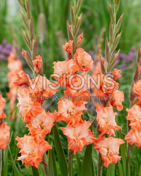 Gladiolus Coral Crush