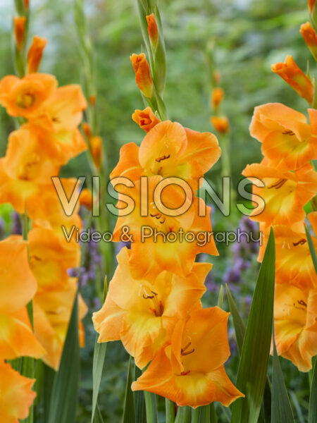 Gladiolus Peche Melba