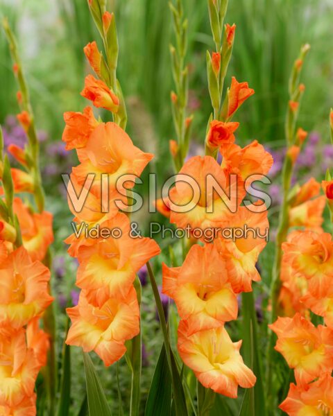 Gladiolus orange bicolour