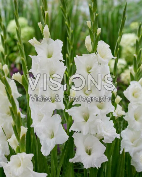 Gladiolus Essential
