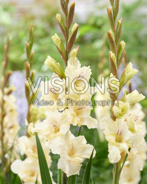 Gladiolus Dreamy Creamy Gladiolus Dreamy Creamy