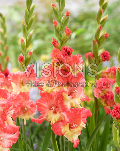 Gladiolus Mango Muse