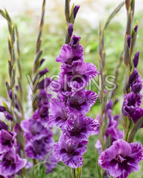 Gladiolus Iguazu Gladiolus Iguazu