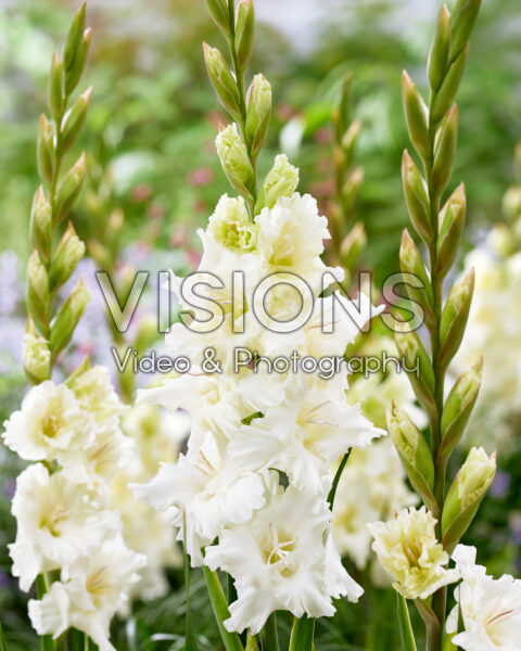 Gladiolus white