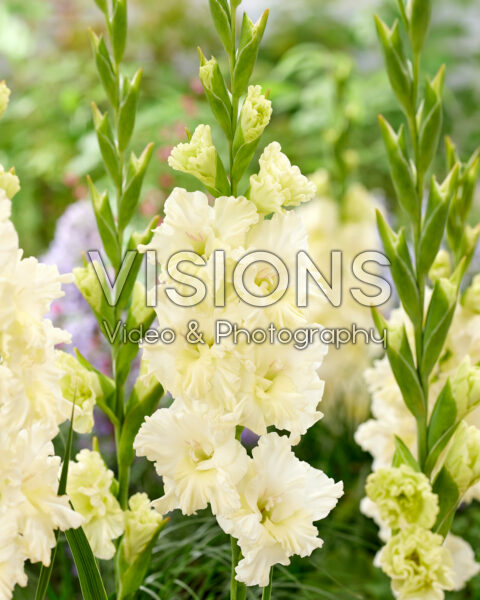 Gladiolus Sweet Crystal