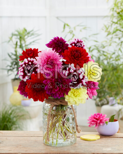 Dahlia Decorative mix Dahlia Decorative mix