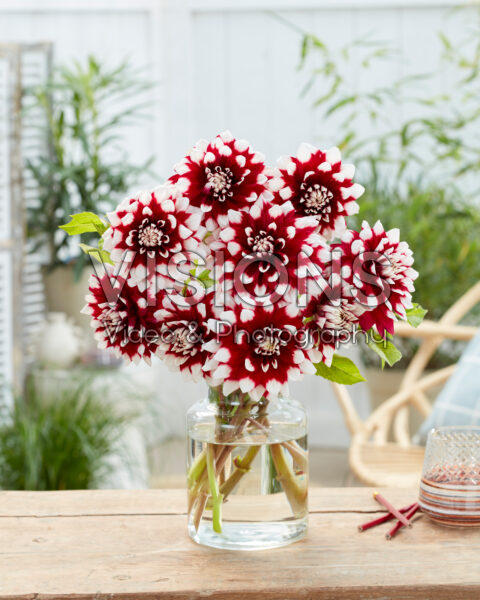 Dahlia Duet Dahlia Duet