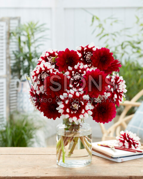 Dahlia Duet, Arabian Night Dahlia Duet, Arabian Night