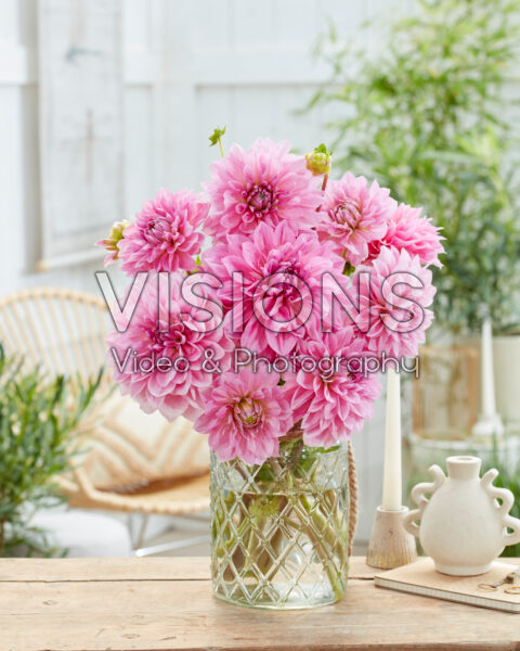 Dahlia Lavender Perfection