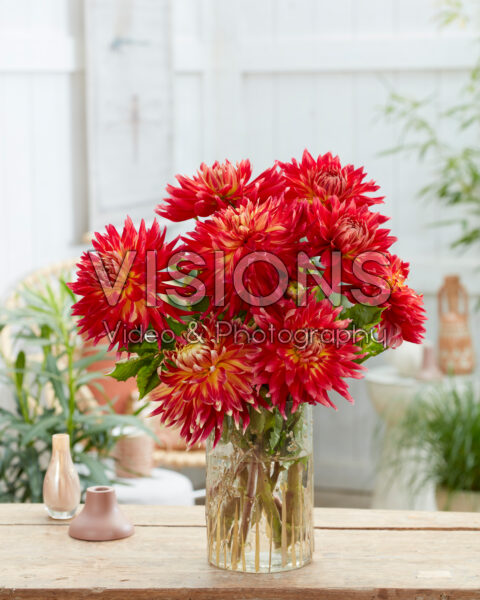 Dahlia Manhattan Island