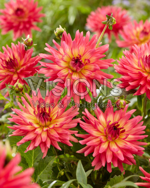 Dahlia Cherry Cake
