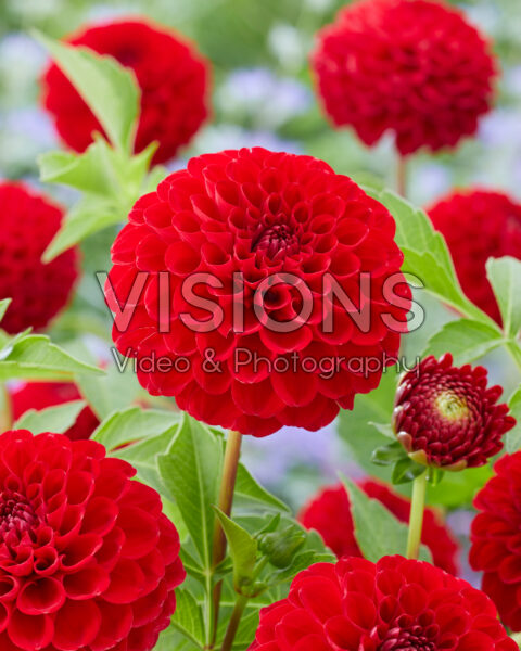 Dahlia Nescio Dahlia Nescio