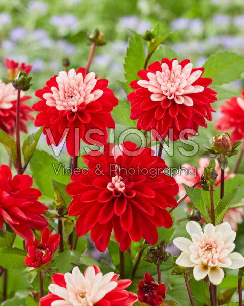 Dahlia Pacific Time Dahlia Pacific Time