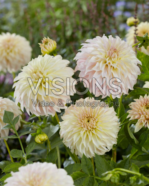 Dahlia Ka's Champagne Dahlia Ka's Champagne