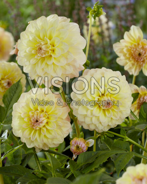 Dahlia Alloway Cottage Dahlia Alloway Cottage